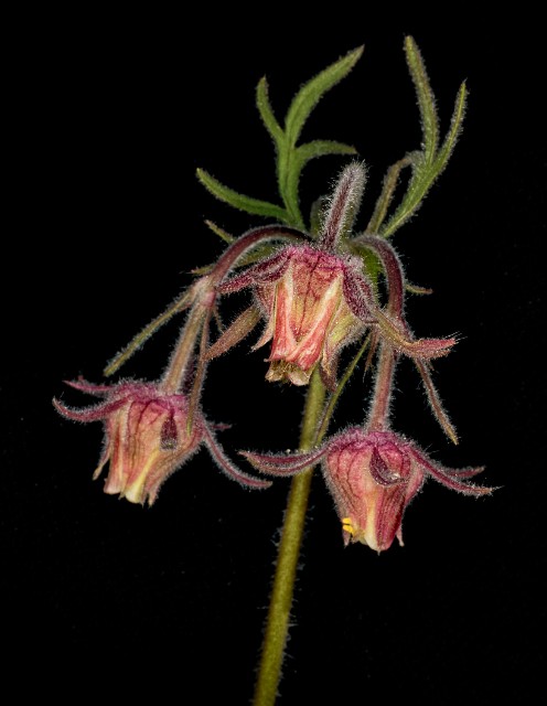Geum triflorum - Prairie Smoke 18-9331.jpg